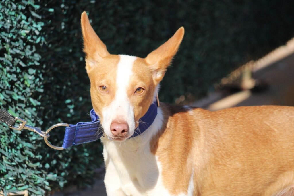 Nano (M) Pod / Refuge de la FBM