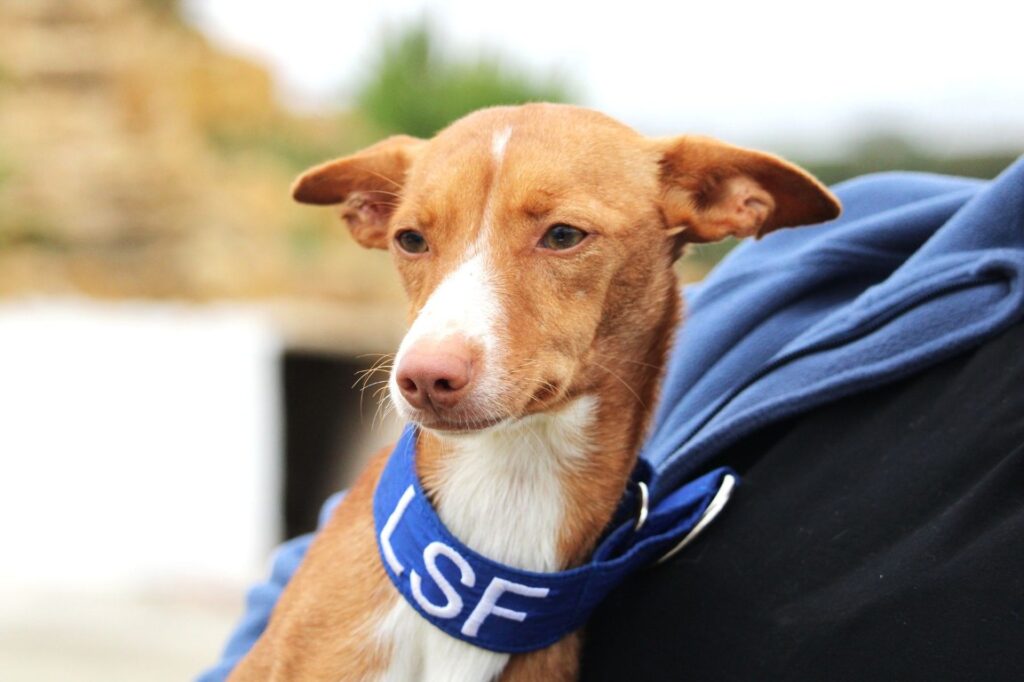 Nena (F) Pod / Refuge de la FBM