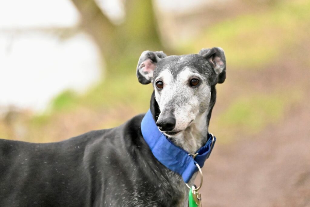 Noana (F) Senior / Déjà en France en accueil dans le 59