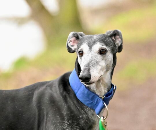 Noana (F) Senior / Déjà en France en accueil dans le 59