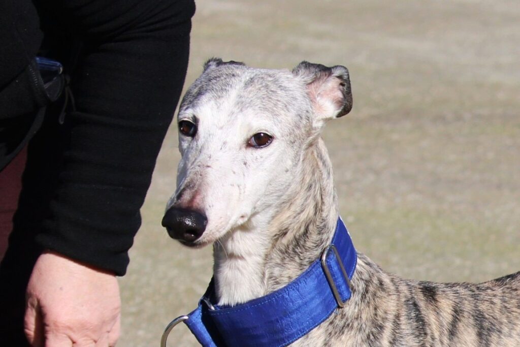 Rosario (F) Senior / Refuge de la FBM