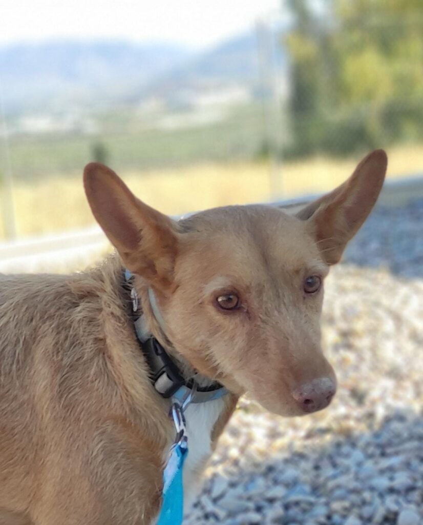 SASSY (F) /Podenca / Abyda