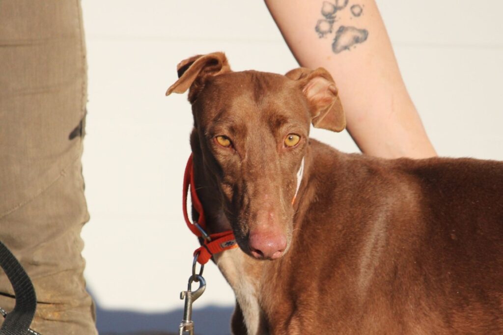 Sheila (F) Refuge de la FBM