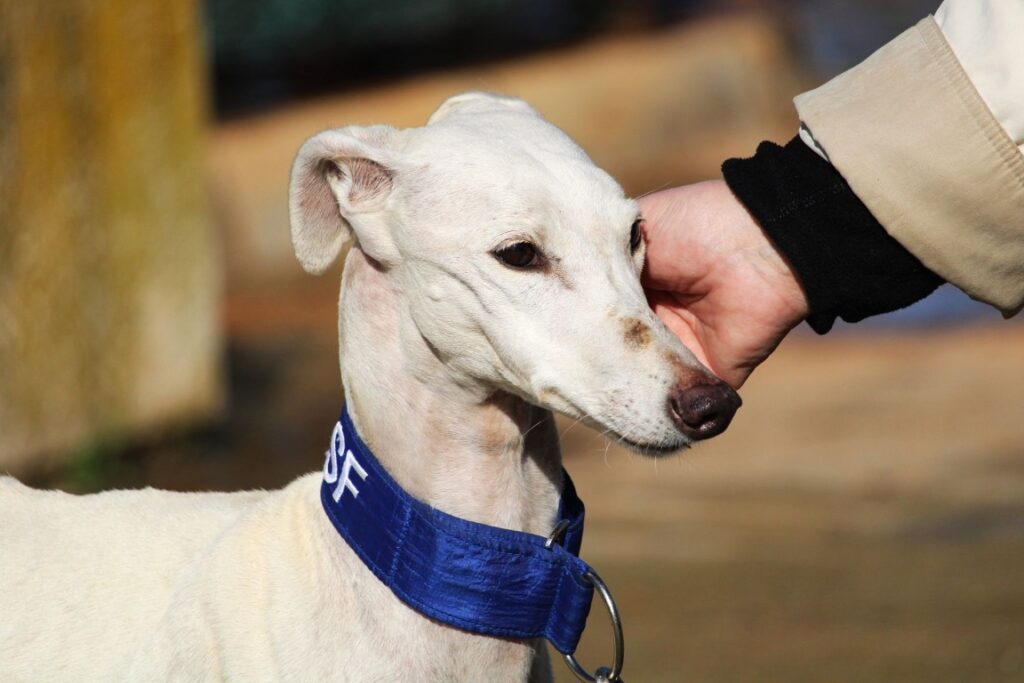 Thera (F) Jeunior Refuge de la FBM