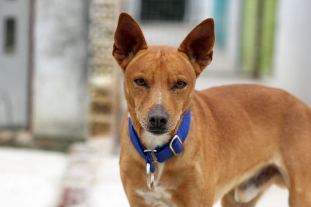 Tobi (M) Pod / Refuge d&rsquo;Ecija