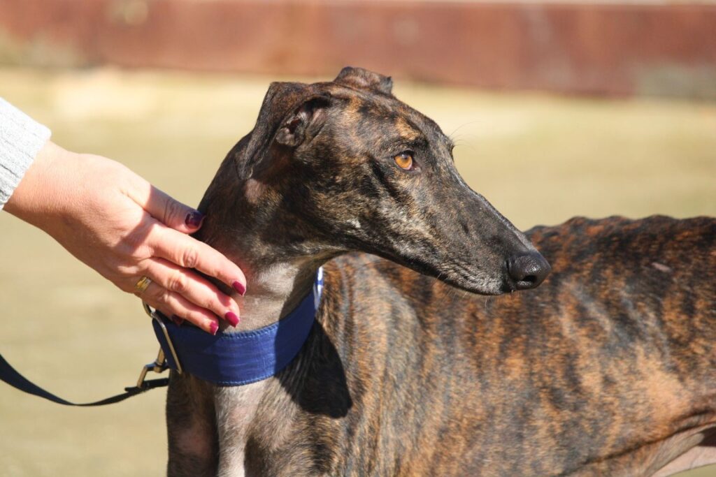 Tom (M) Refuge de la FBM