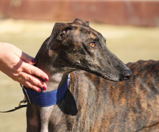 Tom (M) Refuge de la FBM