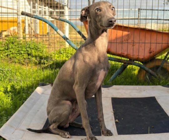 Tony (M) PLI / Refuge de Carmona Adopté