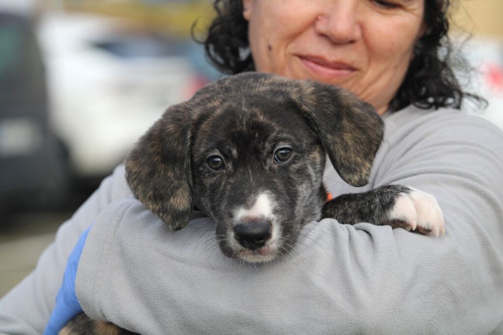 Unica (F) Chiot X Galgo / Refuge de la FBM