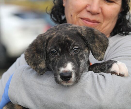 Unica (F) Chiot X Galgo / Refuge de la FBM