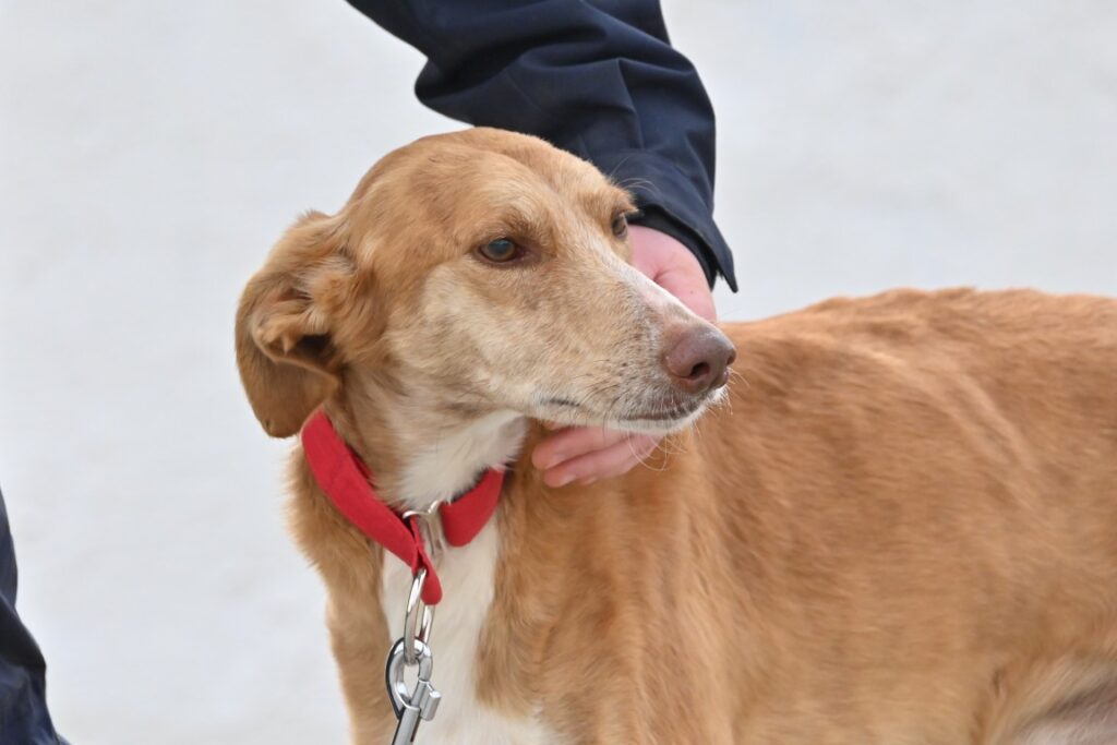 Adrian (M) Galgo X Pod / Refuge de la FBM