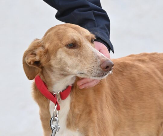 Adrian (M) Galgo X Pod / Refuge de la FBM