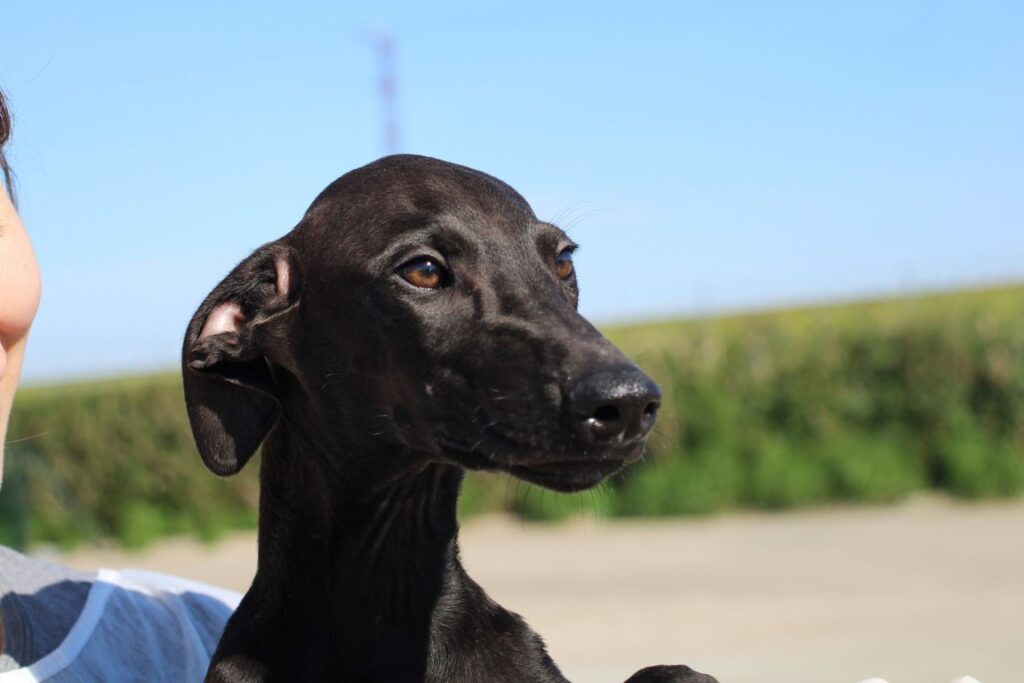 Anakin (M) Chiot / Refuge de la FBM Adopté