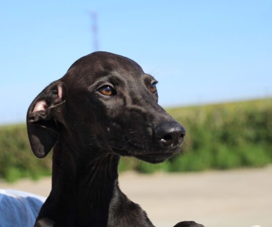 Anakin (M) Chiot / Refuge de la FBM.