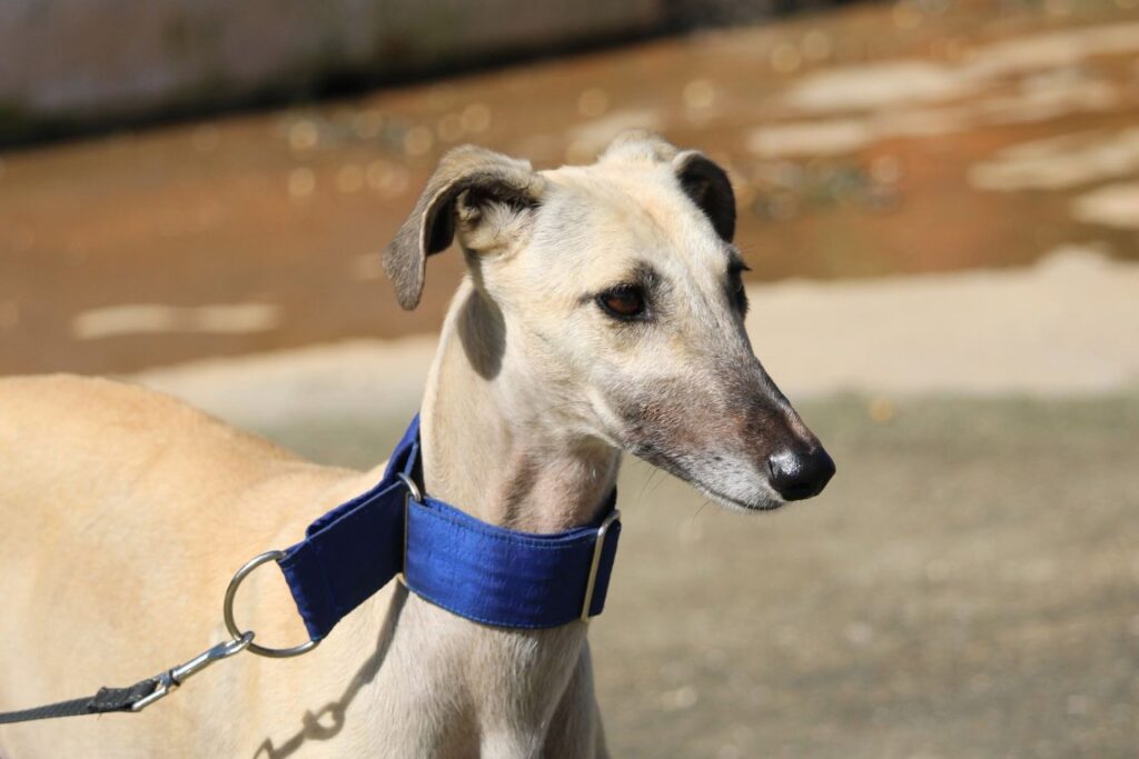 Arena (F) Refuge de la FBM