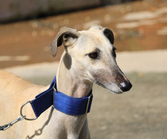 Arena (F) Refuge de la FBM