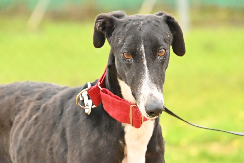 Ariel (F) Refuge de Carmona