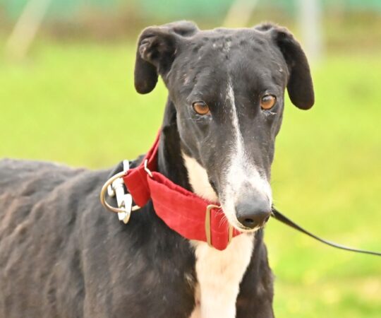 Ariel (F) Refuge de Carmona