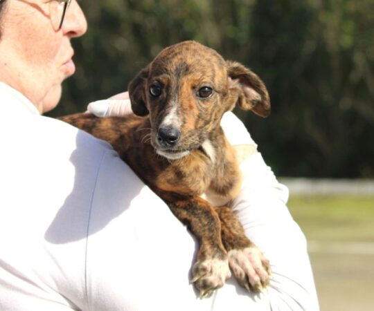 Azelie (F) Chiot / Refuge de la FBM