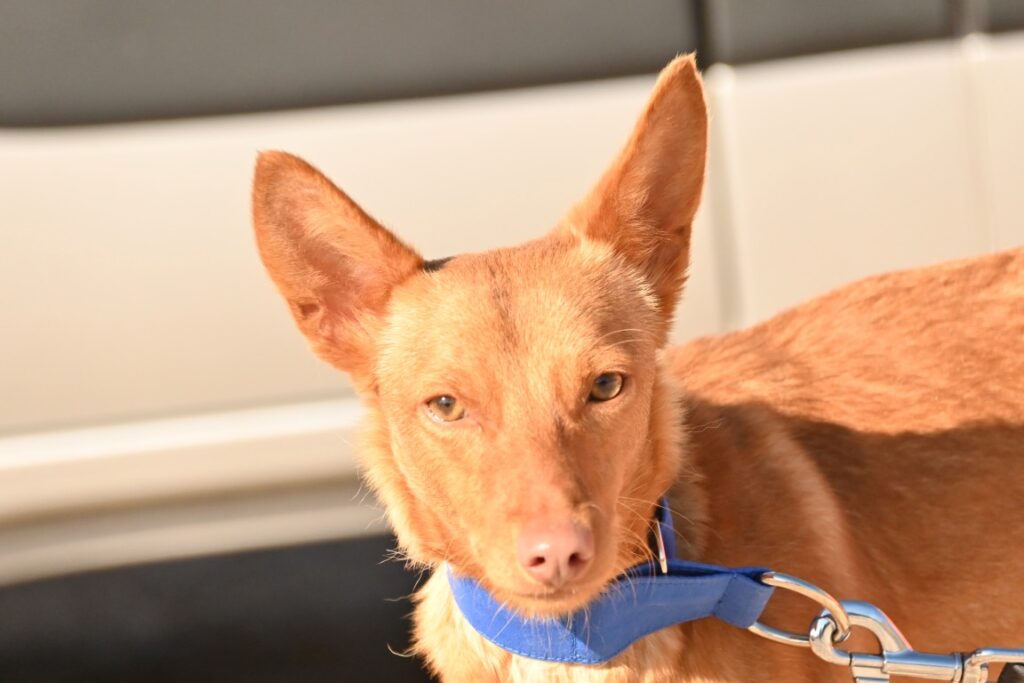 Bella (F) Pod / Refuge d&rsquo;Abyda Adoptée