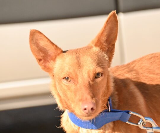 Bella (F) Pod / Refuge d&rsquo;Abyda