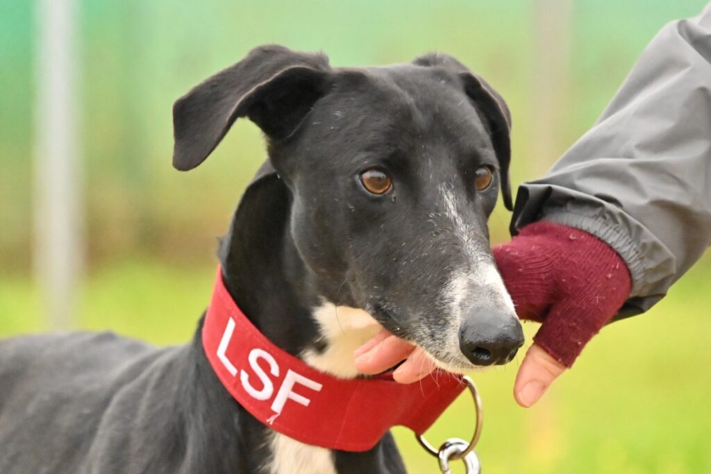 Bosco (M) Refuge de Carmona