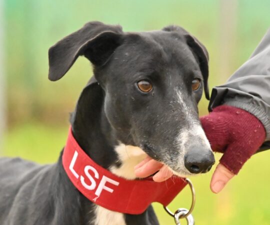 Bosco (M) Refuge de Carmona