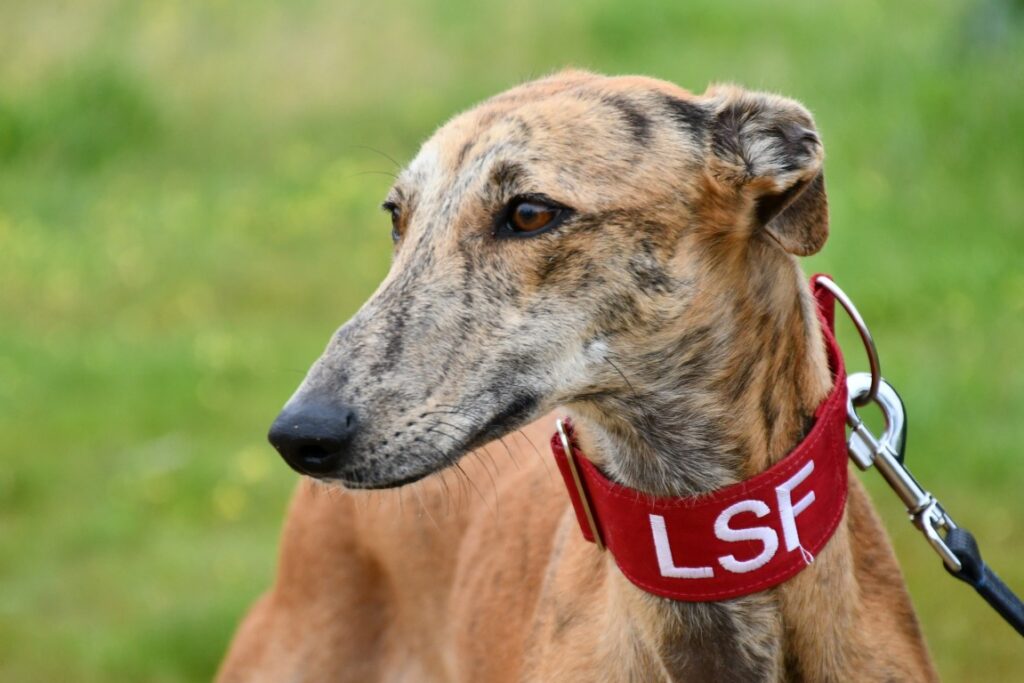 Buda (F) Refuge de Carmona Adoptée