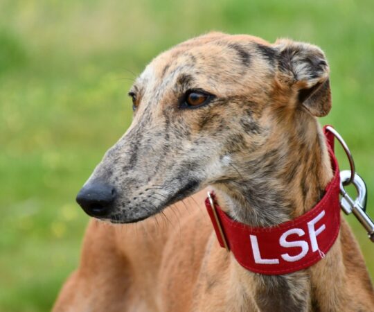 Buda (F) Refuge de Carmona Adoptée