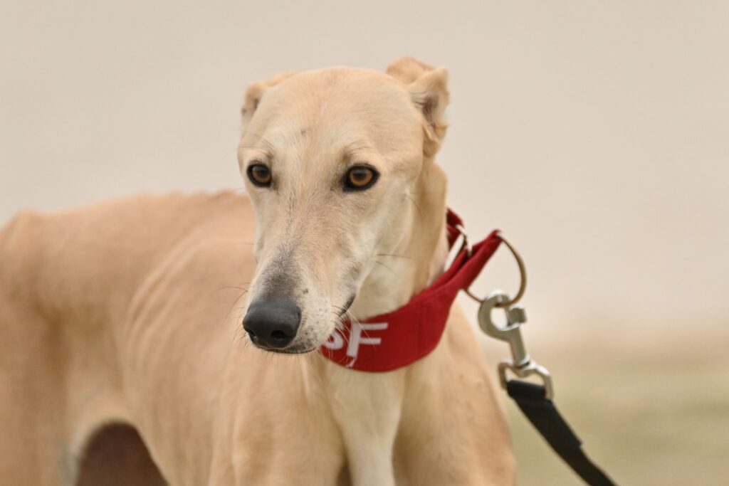 Burbuja (F) Refuge de la FBM