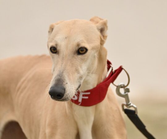 Burbuja (F) Refuge de la FBM Adoptée