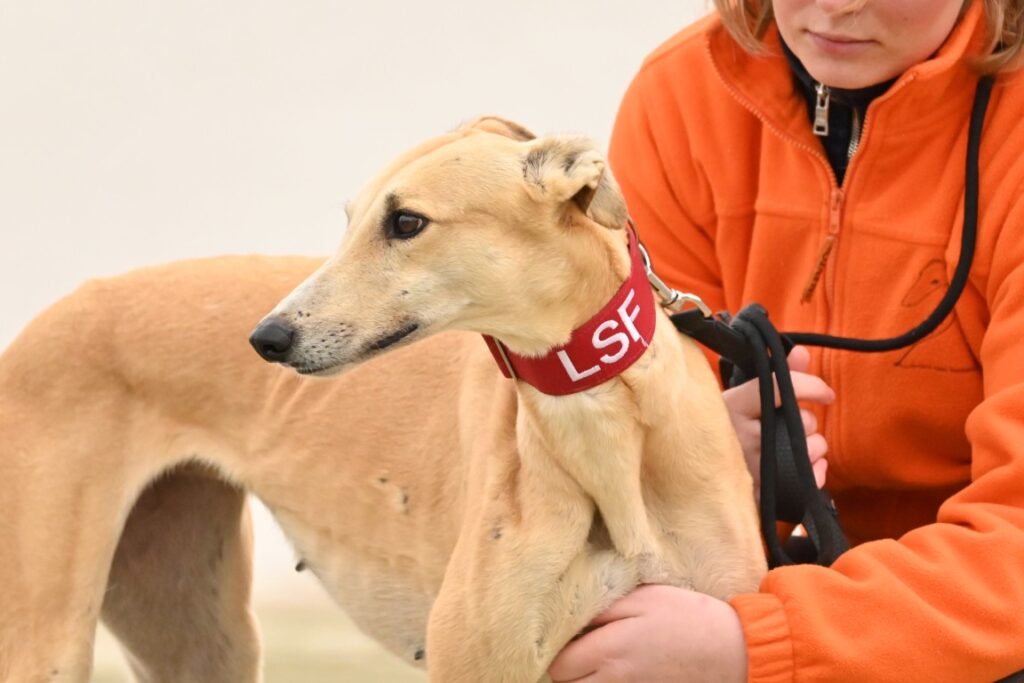Cactus (F) Refuge de la FBM