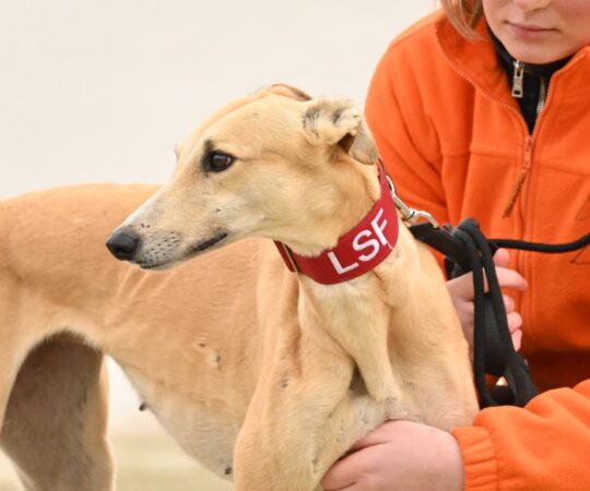 Cactus (F) Refuge de la FBM
