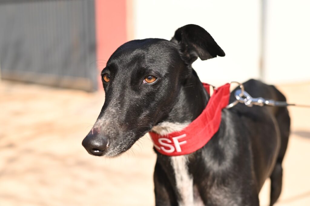 Cala (F) Refuge de Tobarra Adoptée