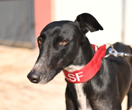 Cala (F) Refuge de Tobarra