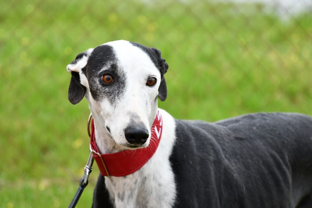 Camaron (M) Refuge de Carmona