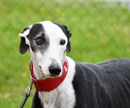 Camaron (M) Refuge de Carmona
