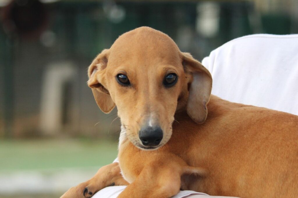 Caramel (F) Chiot / Refuge de la FBM