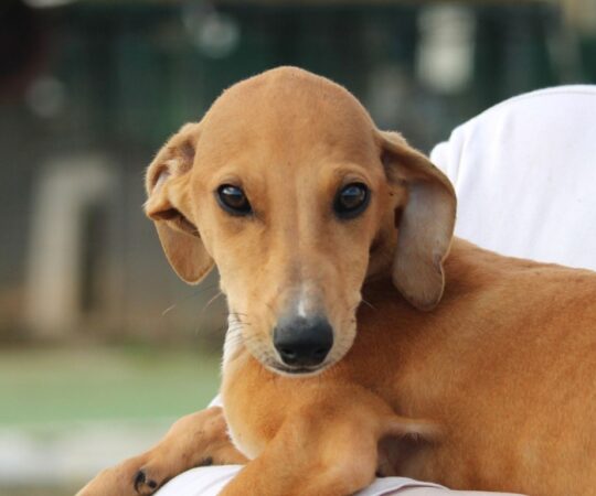 Caramel (F) Chiot / Refuge de la FBM