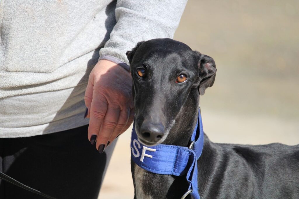 Clementina (F) Refuge de la FBM