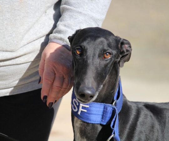 Clementina (F) Refuge de la FBM