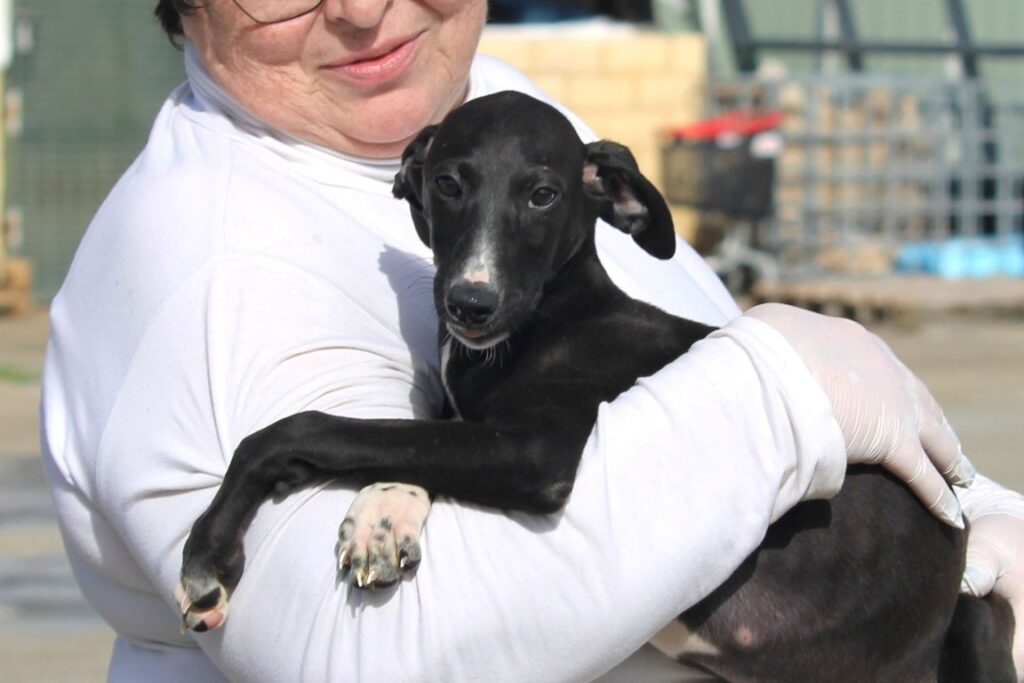 Cookie (F) Chiot / Refuge de la FBM Adoptée