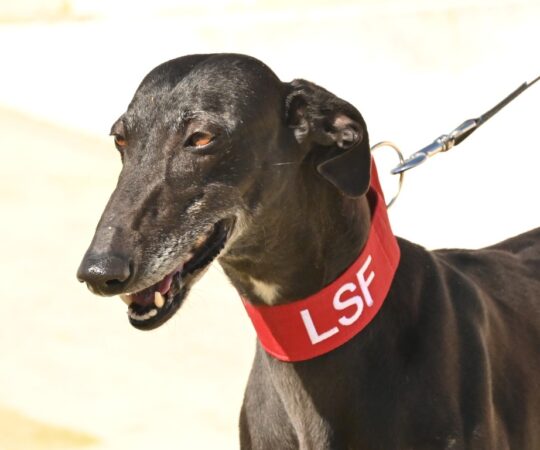 Dana (F) Refuge d’Ecija