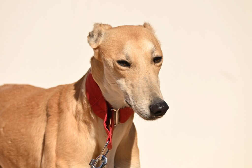 Edna (F) Refuge de Tobarra