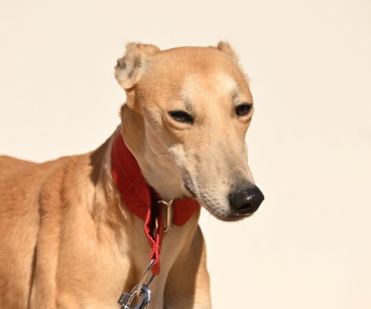 Edna (F) Refuge de Tobarra
