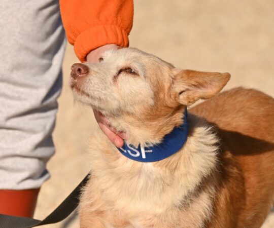 ESTRELLA (F) Pod Senior / Refuge d’Abyda Adoptée