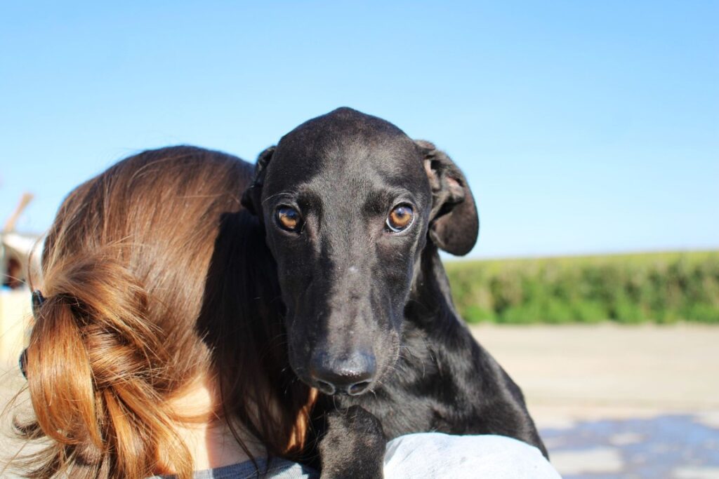 Fenix (M) Chiot / Refuge de la FBM / Disponible