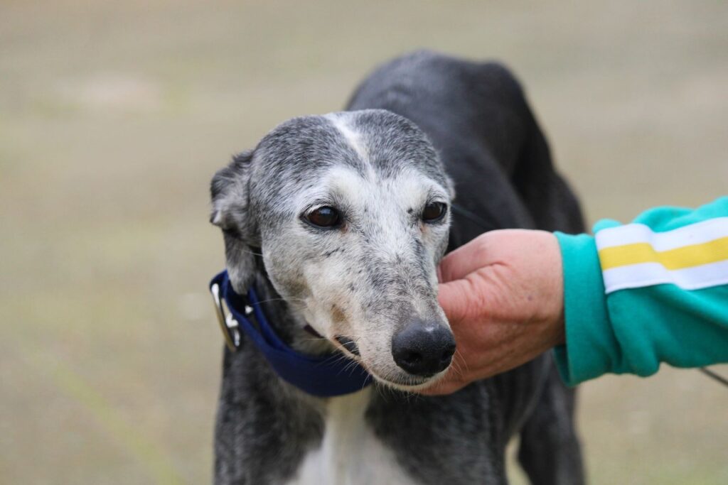 Flora (F) Senior/ Refuge de la FBM