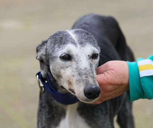 Flora (F) Senior/ Refuge de la FBM