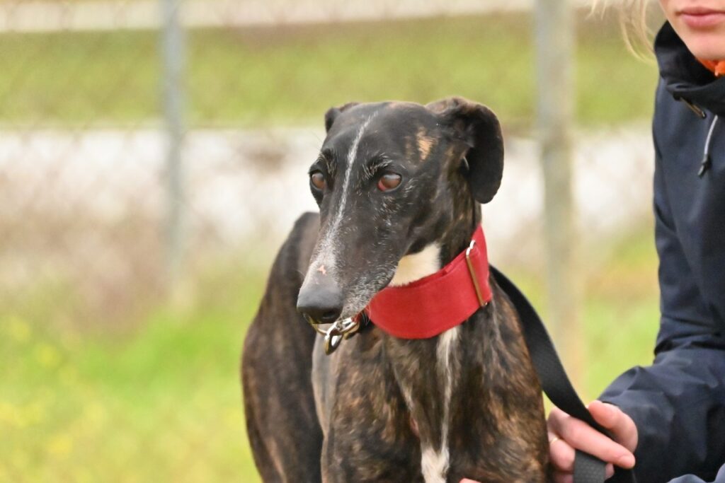 Gilda (F) Refuge de Carmona